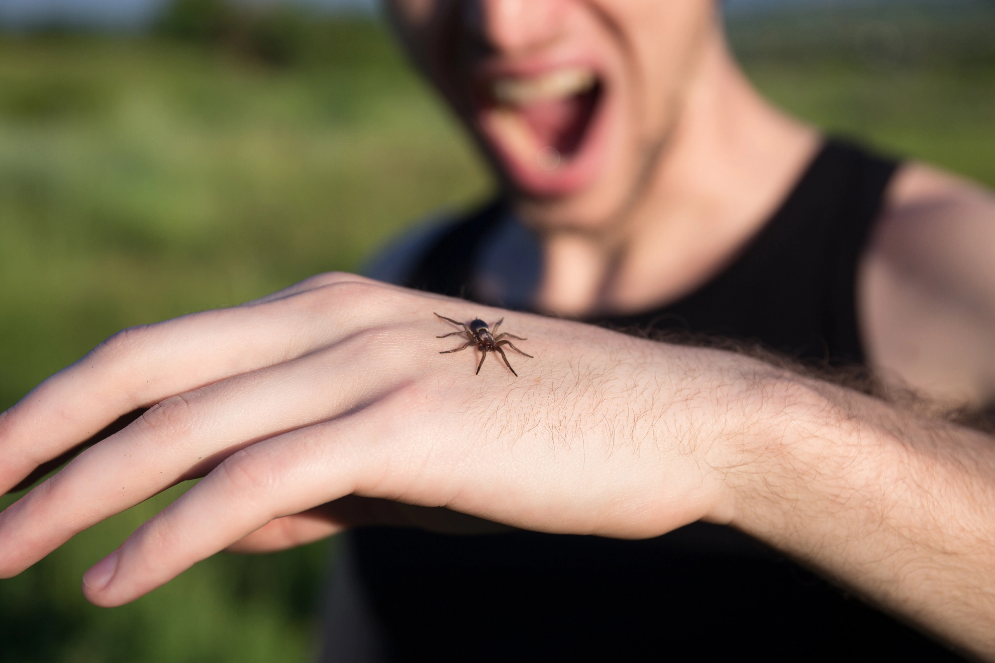 most dangerous spider bites