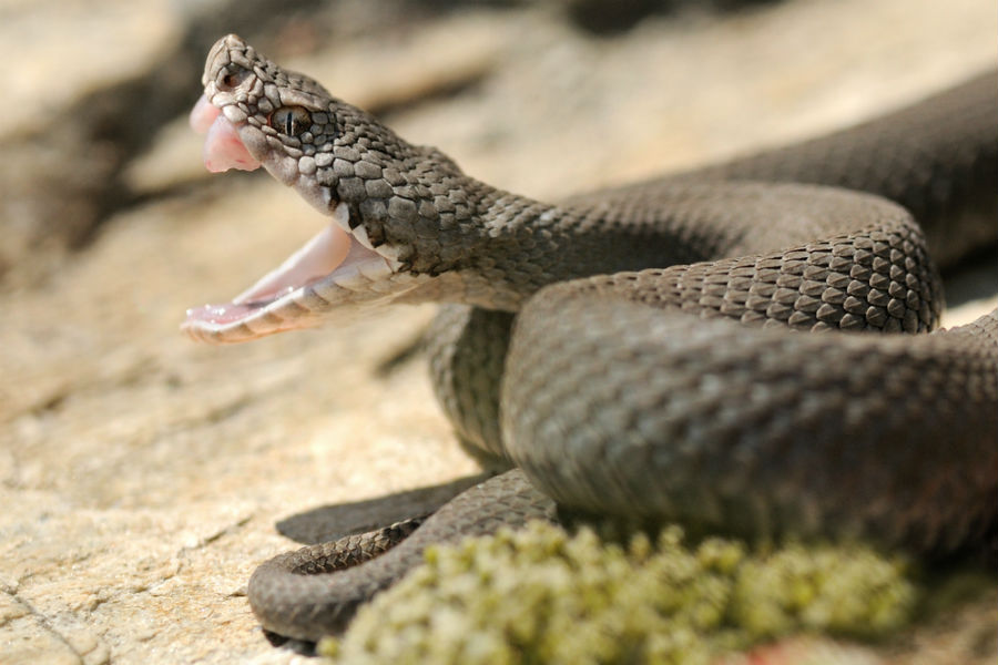 what should you do if bitten by rattlesnake